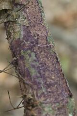 Phlebiopsis crassa