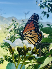 Danaus plexippus plexippus