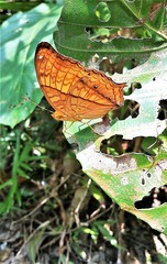 Vindula dejone erotella