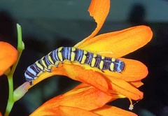 Danaus gilippus