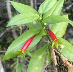 Lisianthius axillaris