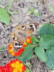 Junonia coenia coenia