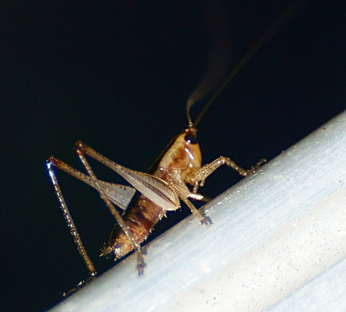 Long-tailed Meadow Katydid photo 3