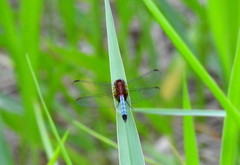 Erythrodiplax connata