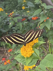 Heliconius charithonia vazquezae