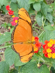 Dryas iulia moderata