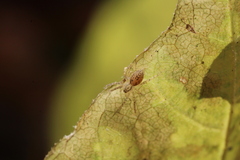 Anyphaena