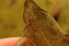 Anyphaena