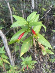 Lisianthius axillaris