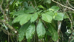 Grias cauliflora
