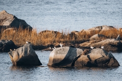 Calidris alpina
