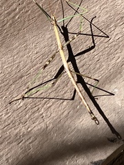 Diapheromera femorata