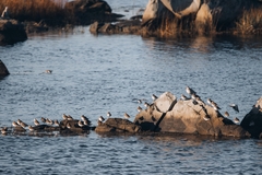Calidris alpina