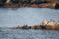 Calidris alpina
