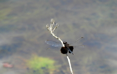 Erythrodiplax latimaculata