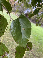 Cercospora