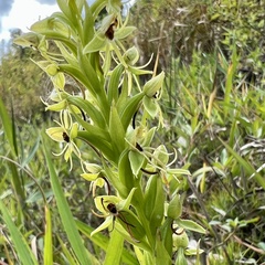 Habenaria repens