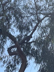 Buteo lineatus elegans