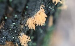 Arcyria obvelata