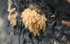 Arcyria obvelata