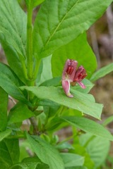 Lonicera alpigena