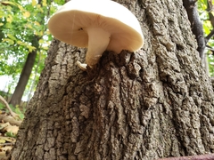 Hypsizygus