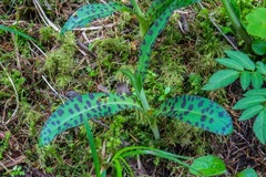 Dactylorhiza maculata