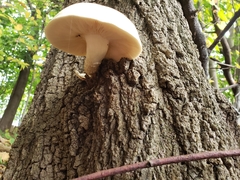 Hypsizygus