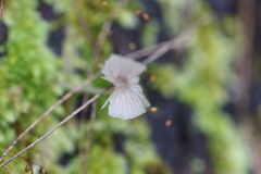 Mycena carmeliana