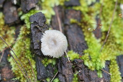 Mycena carmeliana