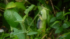 Crotalaria sagittalis