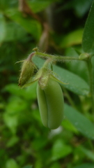 Crotalaria sagittalis