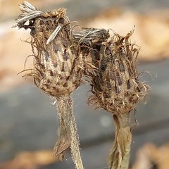 Centaurea phrygia pseudophrygia