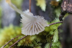 Mycena carmeliana