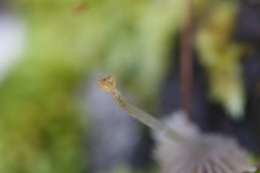 Mycena carmeliana