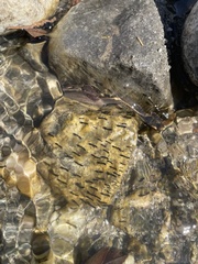 Simuliidae