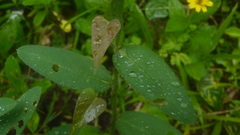 Crotalaria sagittalis