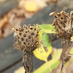 Centaurea phrygia pseudophrygia