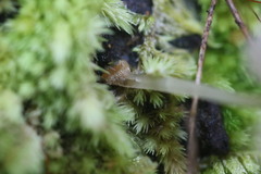 Mycena carmeliana