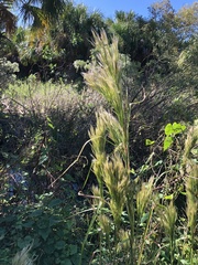 Andropogon glomeratus