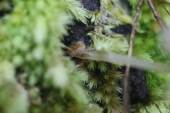Mycena carmeliana