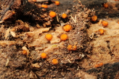 Scutellinia setosa