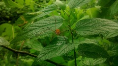 Leiobunum