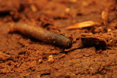 Scolecocampa liburna