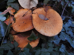 Gymnopilus ventricosus
