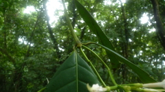 Faramea occidentalis