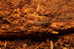 Scolecocampa liburna