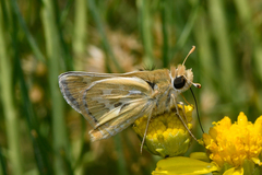 Polites sabuleti basinensis