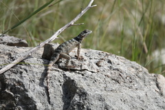Sceloporus poinsettii