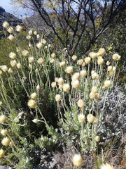 Syncarpha speciosissima